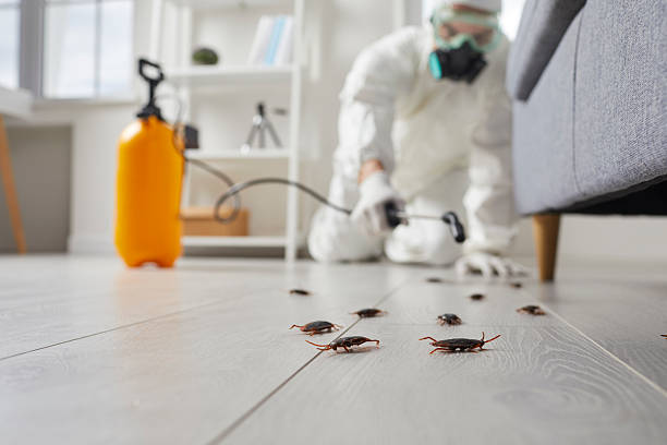 Post-Treatment Bed Bug Interceptor Monitoring in Buena